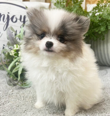 Simon ( Macho )