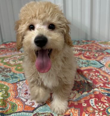 Snoopy ( Macho )