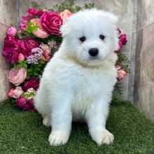 Snowball ( Macho )