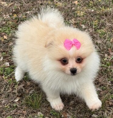 Pomeranian