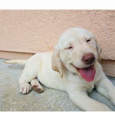 Sunny ( Macho )
