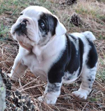 Tank ( Macho )