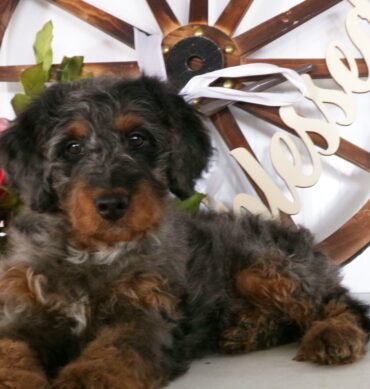 Bernedoodle
