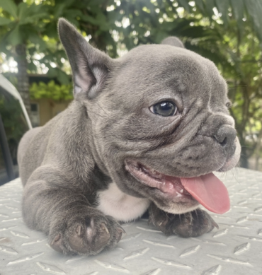 Tomy ( Macho )