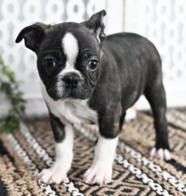 Walter ( Macho )