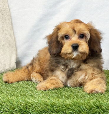 Whiskey ( Macho )