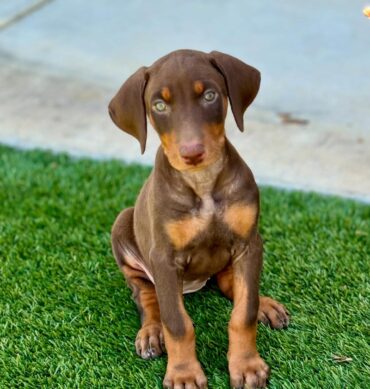 Xena ( Hembra )