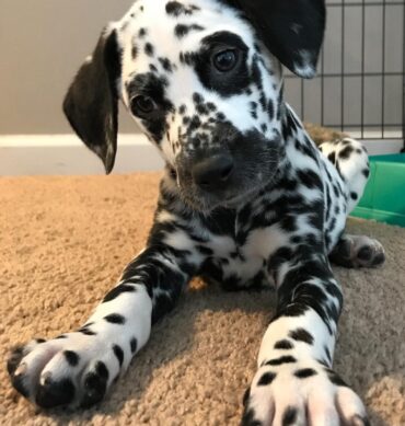Zuca ( Macho )