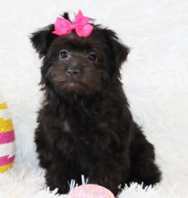 Yorkiepoo