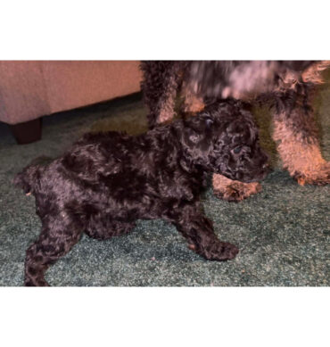 Kash ( Macho )
