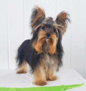 Sparky (Macho )