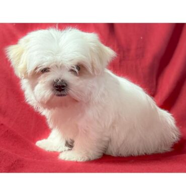 Bichón Maltés
